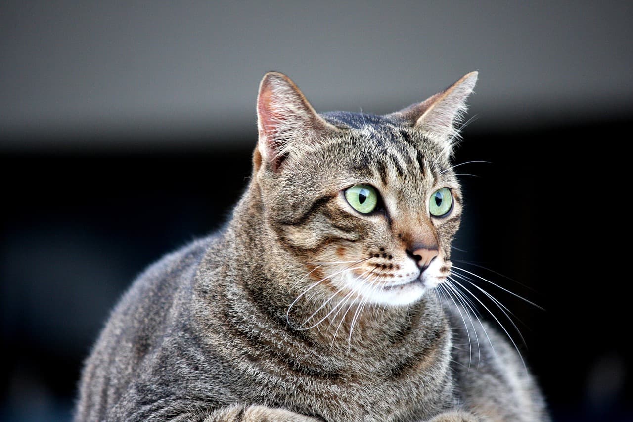 Plötzlich dicker Bauch bei der Katze? Ursachen & Tipps