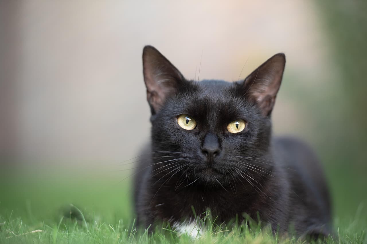 Warum putzen sich Katzen so oft? Gründe & Bedeutung