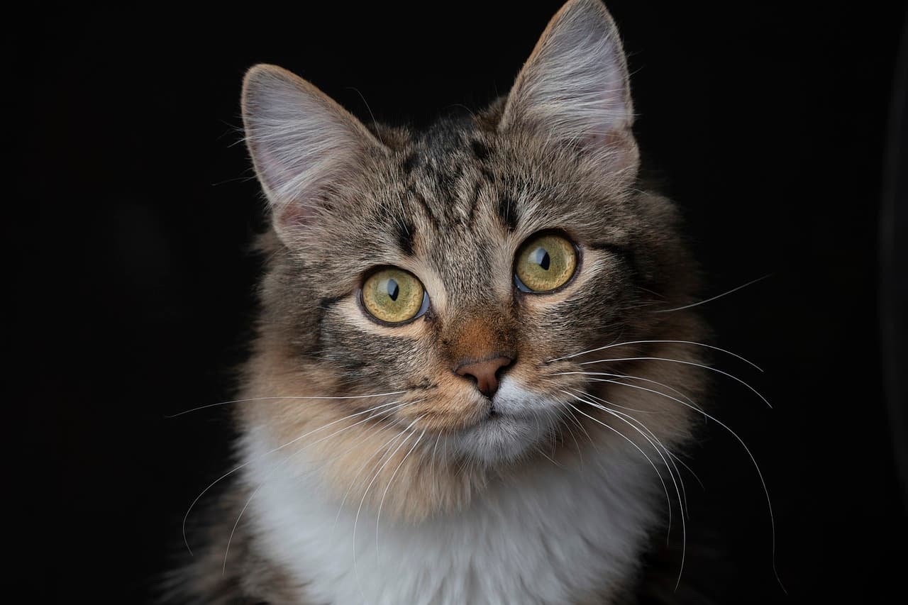 Katze miaut nachts ständig? Das kannst du tun